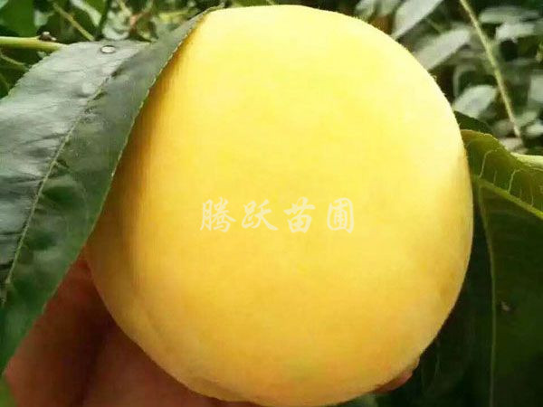 骰寶策略